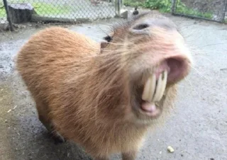 🤮 emoji капибарка Telegram sticker 12 of 46