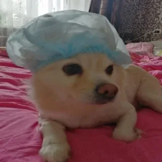 🧑‍🍳 emoji пес степана Telegram sticker 8 of 34