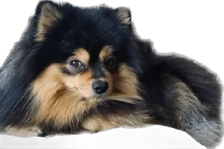 🌟 emoji Пушнина Telegram sticker 14 of 61
