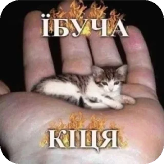 🐱 emoji Стикеры от :; @K1ttwx1q Telegram sticker 14 of 25