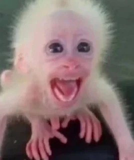 🌟 emoji monkeys_cute Telegram sticker 16 of 111