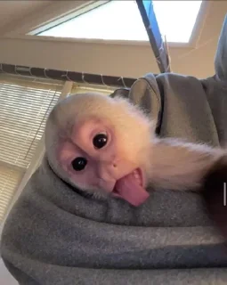 🌟 emoji monkeys_cute Telegram sticker 13 of 111