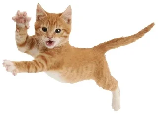 🌟 emoji .+..  Miss Fortune  @lentil4 Telegram sticker 8 of 40