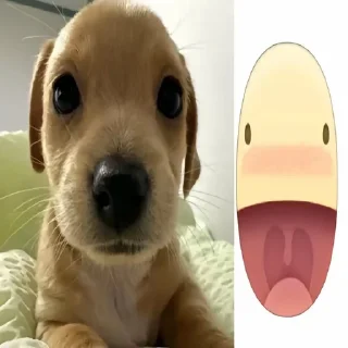 🌟 emoji sobachko kotik @v1olon Telegram sticker 14 of 67