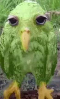 🦜 emoji penis delirious pt.1 Telegram sticker 24 of 69