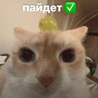 ✅ emoji ДИБИЛИЗАЦИЯ @guchigengovo Telegram sticker 14 of 120