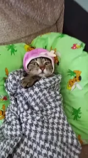 Sticker from санзу типа котик