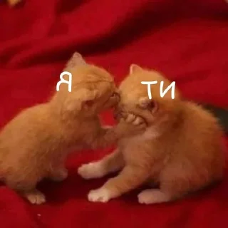 😽 emoji ฅ⁠^⁠•⁠ﻌ⁠•⁠^⁠ฅ Telegram sticker 16 of 59