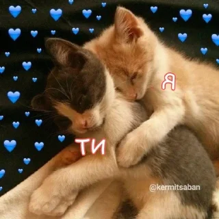 💙 emoji ฅ⁠^⁠•⁠ﻌ⁠•⁠^⁠ฅ Telegram sticker 19 of 59
