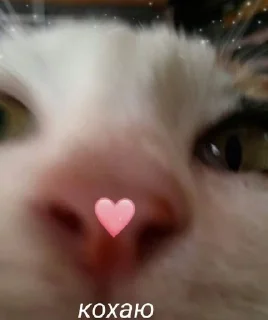 ❤️ emoji ฅ⁠^⁠•⁠ﻌ⁠•⁠^⁠ฅ Telegram sticker 7 of 59