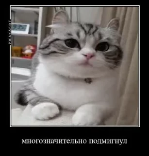 😼 emoji ЭЩКЕРЕ @amare_shit Telegram sticker 15 of 40