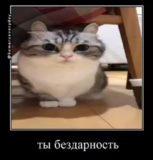 🐈 emoji ЭЩКЕРЕ @amare_shit Telegram sticker 11 of 40