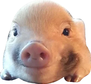 😍 emoji Поросячьи сказки Telegram sticker 19 of 36