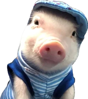 🧢 emoji Поросячьи сказки Telegram sticker 21 of 36