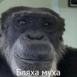 🐵 emoji Емоції життя Telegram sticker 12 of 85