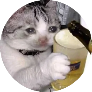 😿 emoji Грустные киси Telegram sticker 19 of 21