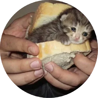 😿 emoji Грустные киси Telegram sticker 21 of 21