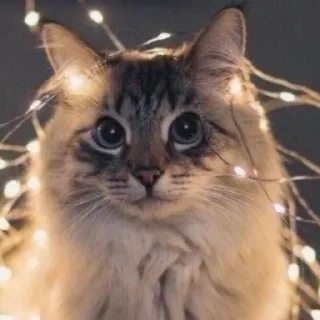 😍 emoji киси-сердечки Telegram sticker 23 of 63