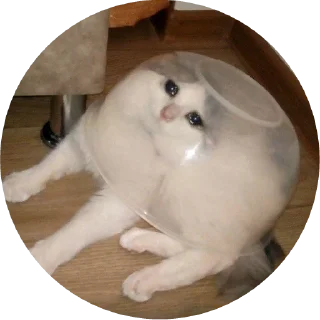 😿 emoji Грустные киси Telegram sticker 17 of 21