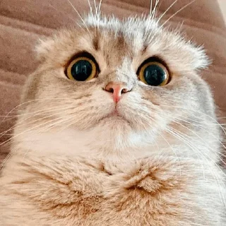 😍 emoji киси-сердечки Telegram sticker 24 of 63