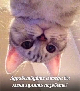 🙃 emoji киси Telegram sticker 16 of 94