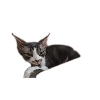 🐱 emoji Котик-йодик Telegram sticker 20 of 42