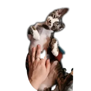🌟 emoji Котик-йодик Telegram sticker 13 of 42