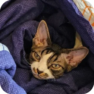 🐱 emoji Котик-йодик Telegram sticker 18 of 42