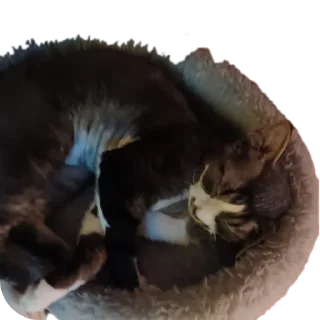 🐱 emoji Котик-йодик Telegram sticker 16 of 42