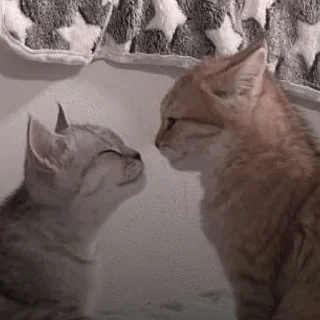 💋 emoji Роб и Котики♡ Telegram sticker 14 of 18
