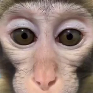 😦 emoji Monkey 🐒 @freetopsticker Telegram sticker 24 of 120
