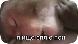 📱 emoji Обезьянки Telegram sticker 18 of 50