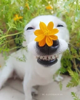 🌟 emoji Животные мемы Telegram sticker 22 of 79
