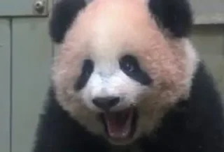 😡 emoji panda :: @Mubinaspandas Telegram sticker 13 of 18