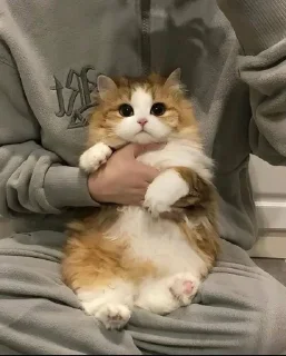 🐈 emoji Китики ^•^ Telegram sticker 10 of 11