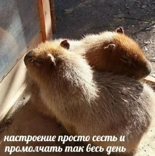 🥲 emoji Фан клуб поклонения капибар Telegram sticker 7 of 66