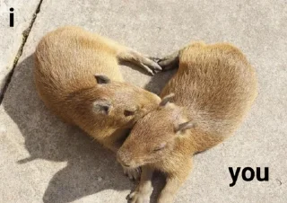 ❤️ emoji Фан клуб поклонения капибар Telegram sticker 14 of 66