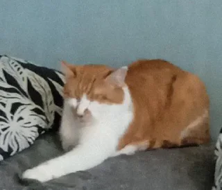 🐈 emoji Кот легенда Telegram sticker 12 of 15