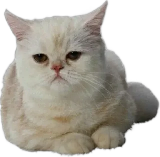 😭 emoji шлюшка поварюшка Telegram sticker 23 of 27