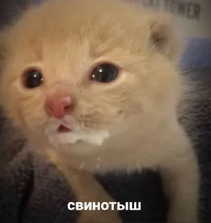 🌟 emoji котята Telegram sticker 15 of 60