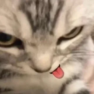 🌟 emoji Котята Telegram sticker 11 of 15