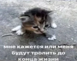 🌟 emoji котята Telegram sticker 6 of 60