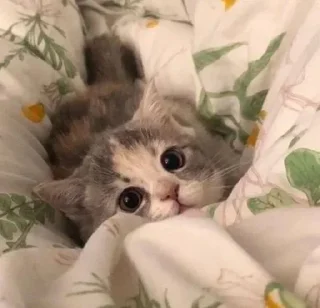 🐱 emoji ♡ Котята ♡ Telegram sticker 9 of 30