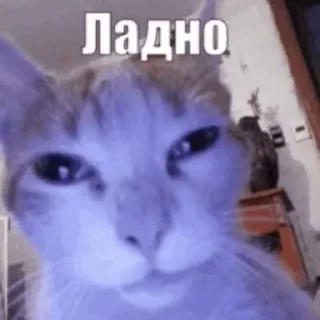 🌟 emoji Нямома Telegram sticker 11 of 80