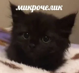 🌟 emoji бебрята Telegram sticker 13 of 120