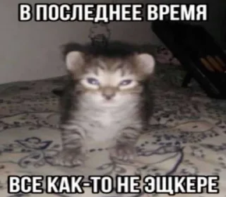 🥲 emoji Кошкамемы Telegram sticker 24 of 106