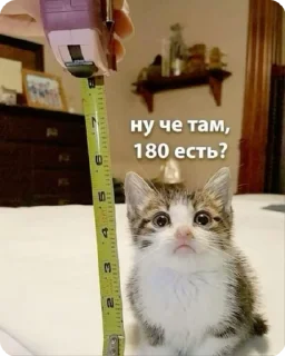 🌟 emoji Мемы про котиков Telegram sticker 14 of 66