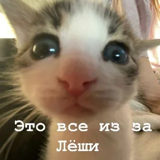 🦉 emoji Я думал сова а оказалось пон Telegram sticker 15 of 93