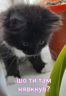 🌟 emoji Меліса Telegram sticker 20 of 27