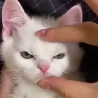 😡 emoji котики <<ЗЗ Telegram sticker 16 of 18